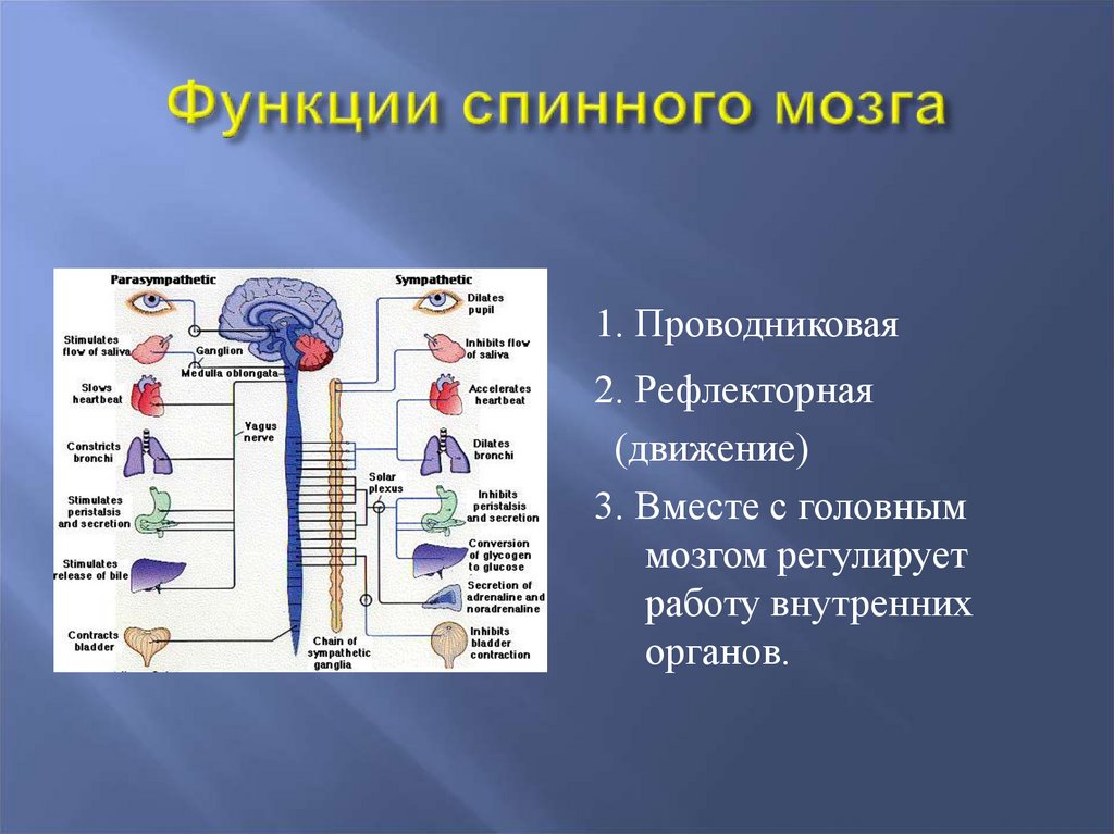 Какая система регулирует работу органов. Функции 1) рефлекторная 2) проводниковая. Функции спинного мозга. Рефлекторная и проводниковая функции спинного мозга. Проводниковая функция спинного мозга.