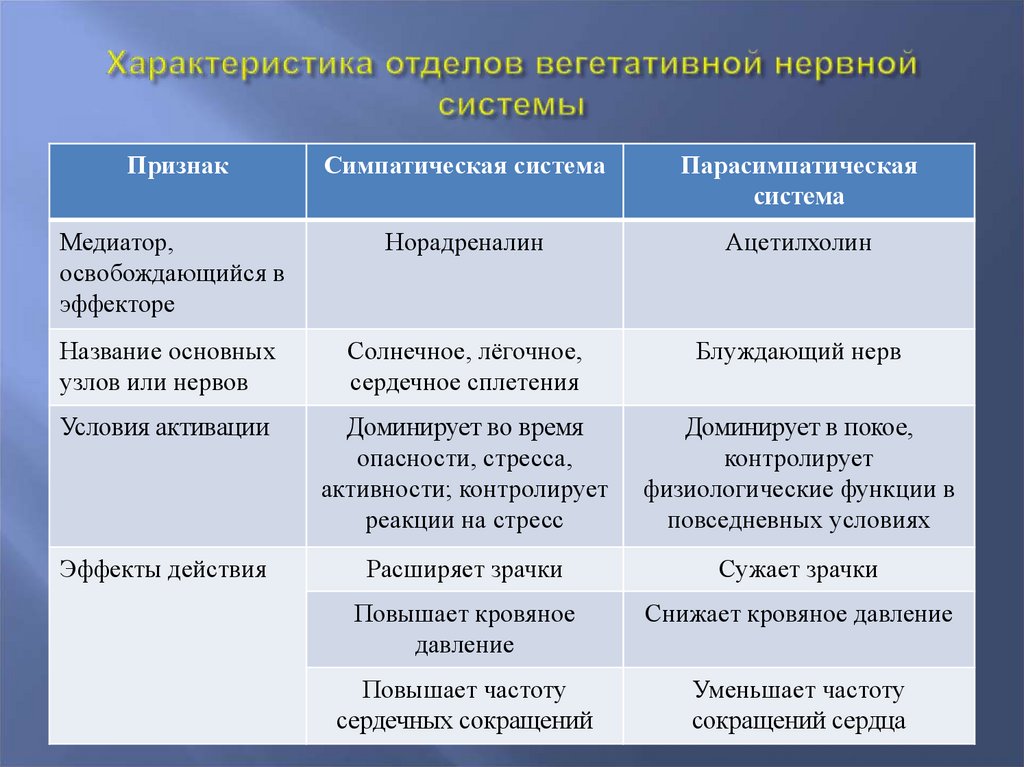 Характеристика отдела. Тип медиаторной системы таблица. Параметры характеризующие отделы тела.