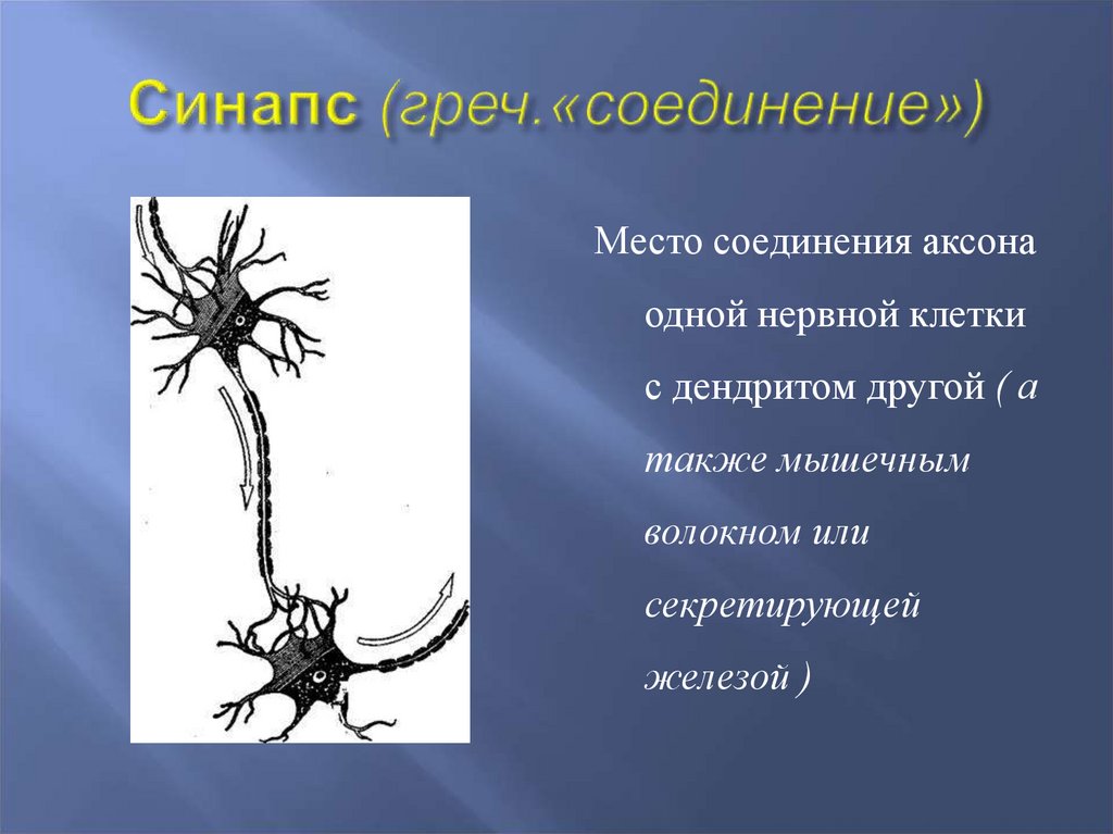 Функции нервной клетки животного. Функции аксона и дендрита. Функции аксона.