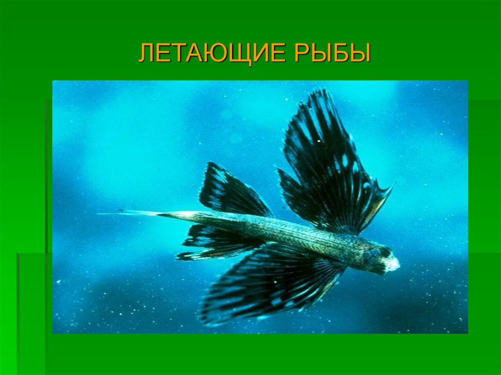 ЛЕТАЮЩИЕ РЫБЫ