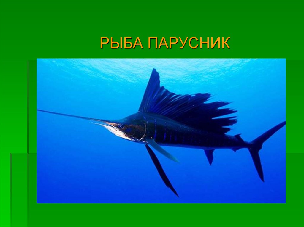 РЫБА ПАРУСНИК