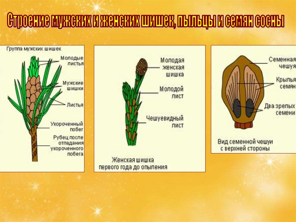 Строение шишек сосны и ели