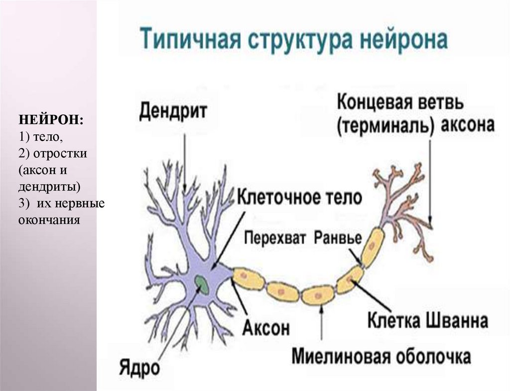 Как называется короткий нейрона. Отростки нейрона: Аксон, дендриты.. Строение нейрона. Отростки. Дендрит. Строение нейрона дендриты. Строение нерва дендрит.