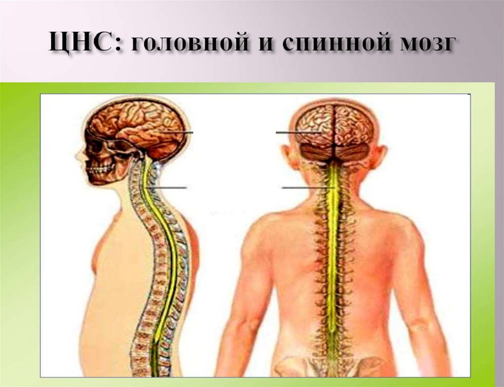 Головной и спинной мозг имеет. Головной и спинной мозг. Соединение спинного и головного мозга. Строение спинного и головного мозга. Нервная система человека спинной мозг.