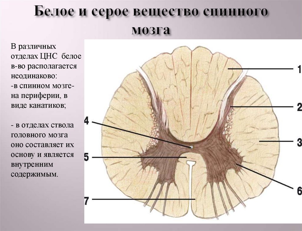 Какую функцию выполняет серое вещество мозга. Серое и белое вещество спинного мозга. Строение серого и белого вещества спинного мозга. Белое и Мерое вешестао сриногг мозга. Серое внщемтвоспинньго мозга.