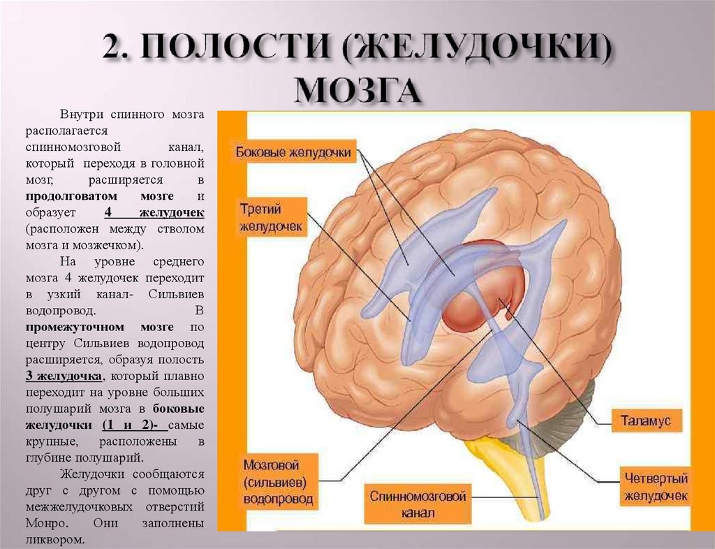 Средний мозг желудочек. Желудочки головного мозга анатомия. Желудочки мозга и СИЛЬВИЕВ водопровод. Строение боковых желудочков мозга. Строение боковых желудочков головного мозга.