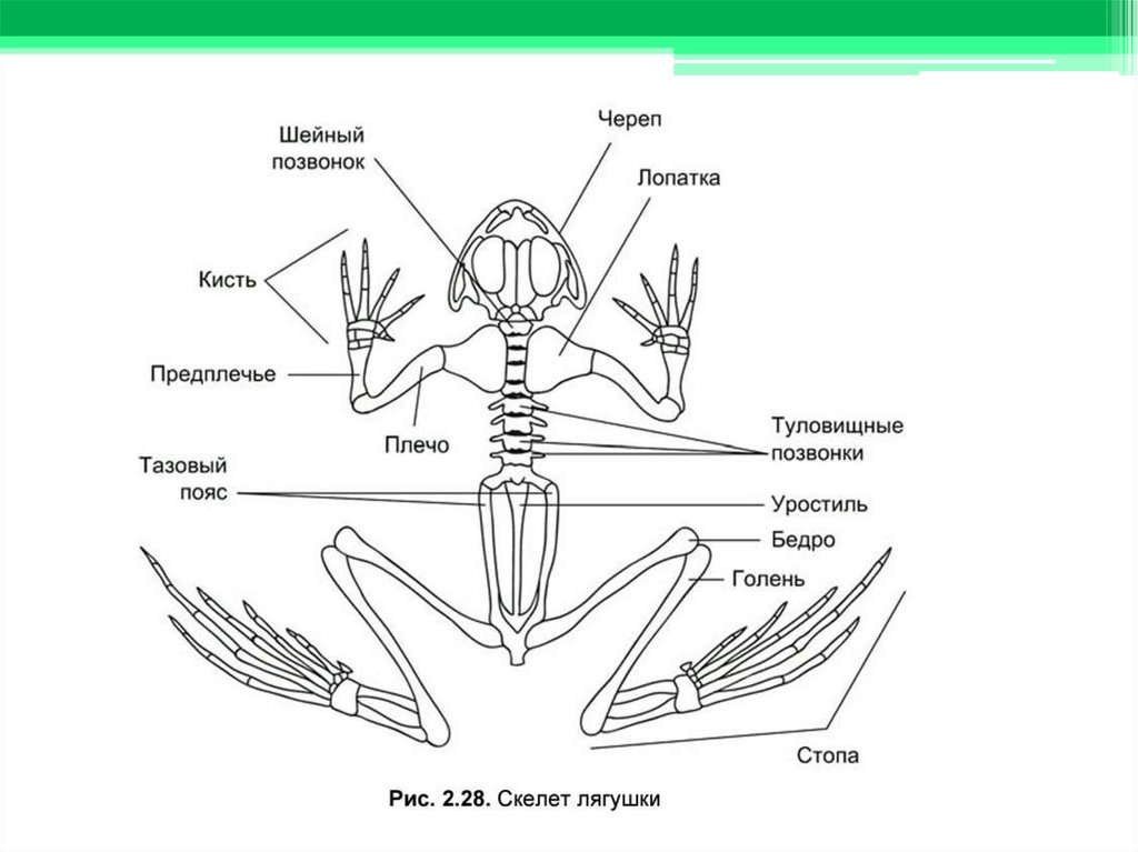 Тело земноводных состоит из. Внутреннее строение земноводных скелет. Строение скелета земноводных 7 класс биология. Строение земноводных скелет лягушки. Скелет и внутреннее строение амфибий.