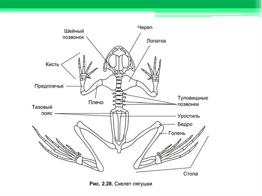 Скелет земноводных 7 класс биология. Строение скелета земноводных биология 7 класс. Строение земноводных скелет лягушки. Скелет и внутреннее строение амфибий. Внутреннее строение земноводных скелет.