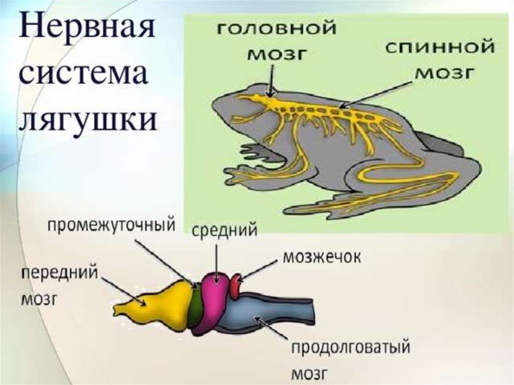 Внешнее строение рыбы и земноводных. Внутреннее строение лягушки нервная система. Схема строения нервной системы лягушки. Внутреннее строение амфибии лягушки. Строение нервной системы земноводных.