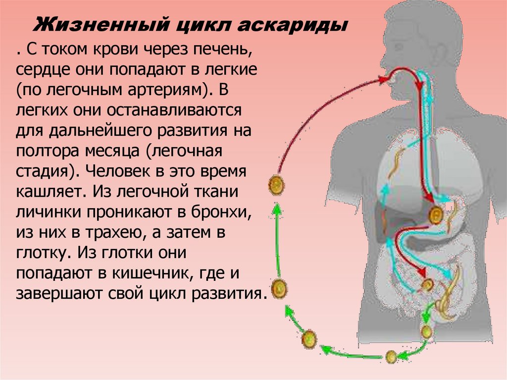 Человеческой аскаридой и человеком. Схема развития аскариды. Круглые черви жизненный цикл. Круглые черви цикл развития. Аскарида жизненный цикл Финна.