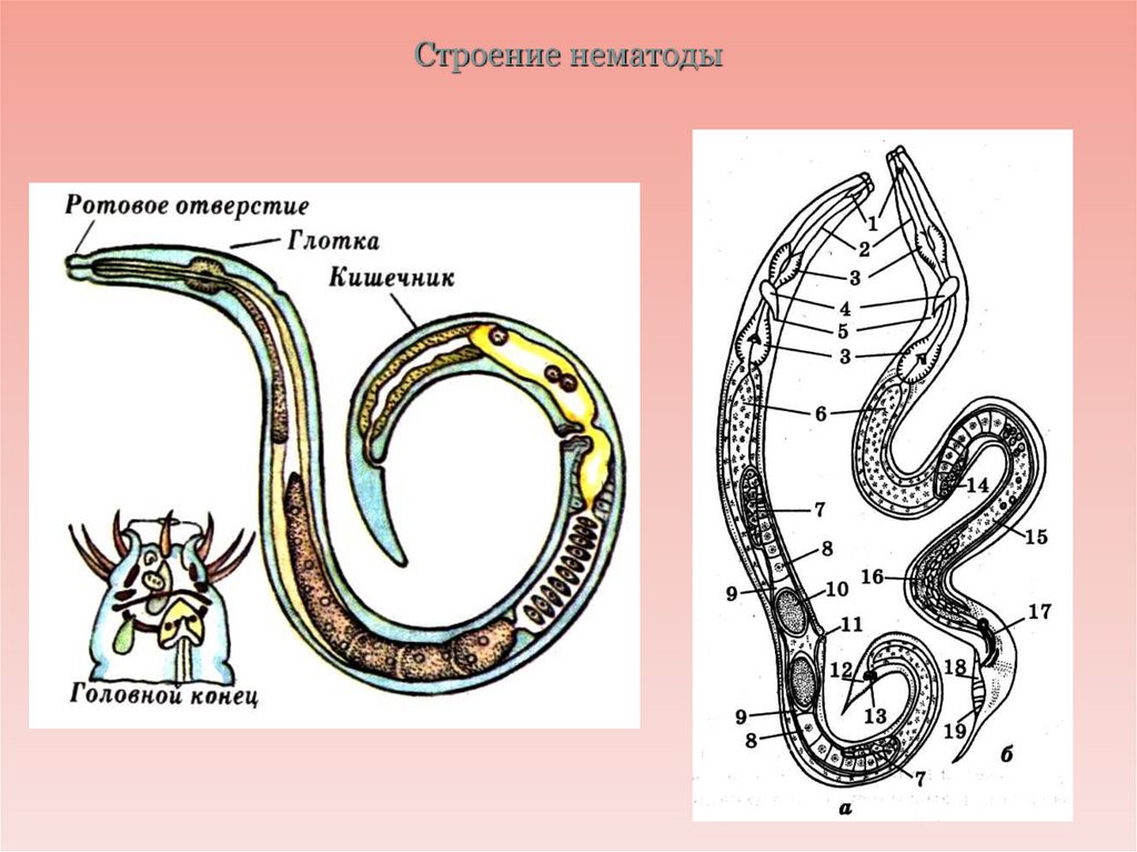Круглые черви наличие полости тела