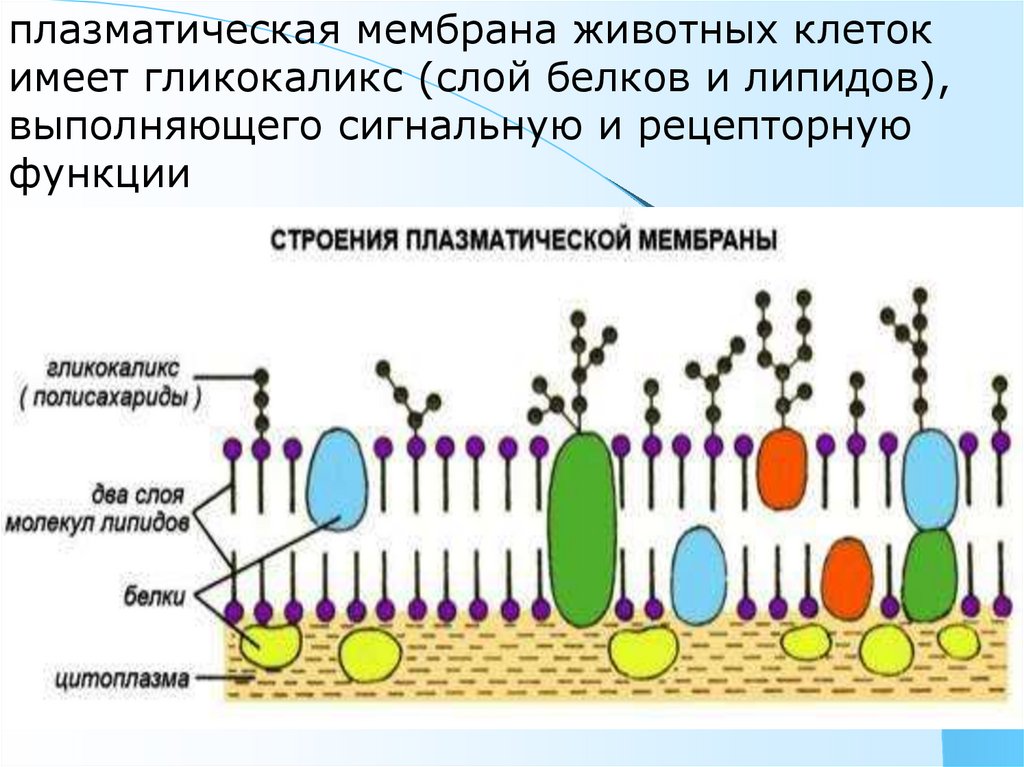 Мембрана клеток включает. Наружная клеточная мембрана строение и функции. Схема строения плазматической мембраны. Плазматическая мембрана животной клетки строение и функции. Функции внешней плазматической мембраны.