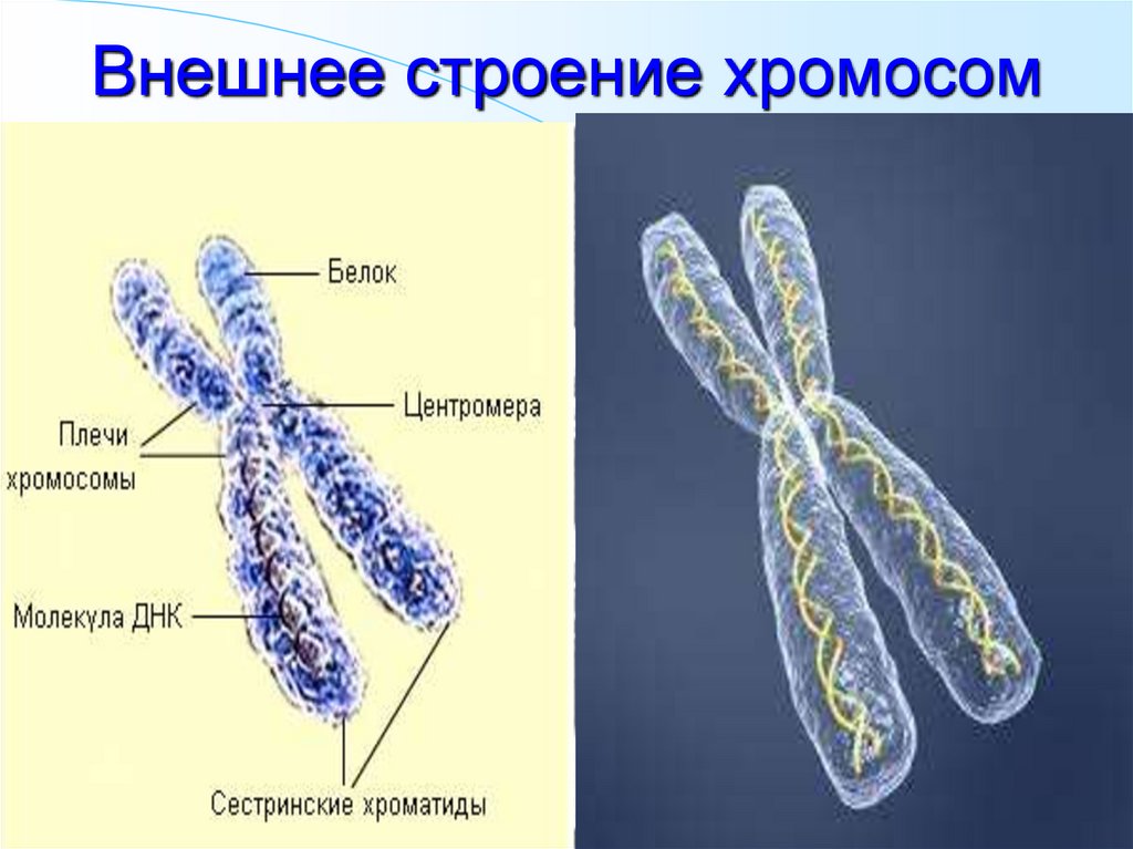 Хроматид в ядре. Хромосома строение хромосомы. Хроматида это центромера это строение хромосомы. Схема строения хромосомы. Внешнее строение хромосом.