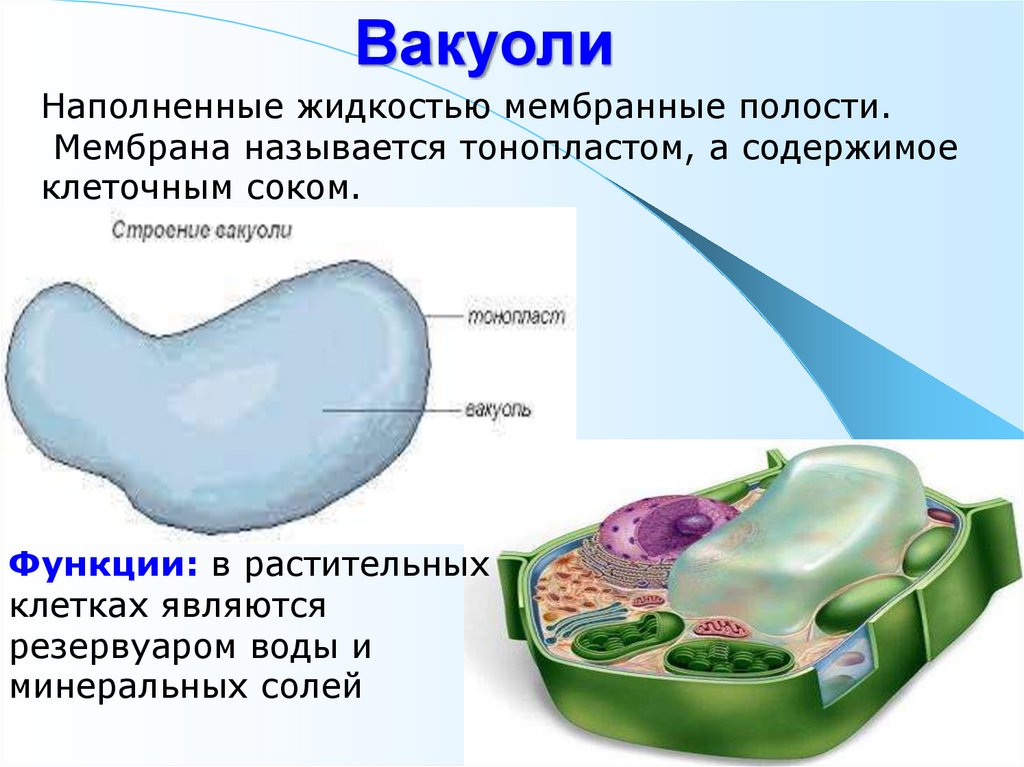 Мембрана растительной клетки функции. Строение и функции вакуоли клетки. Строение и функции вакуолей. Вакуоль строение мембрана.