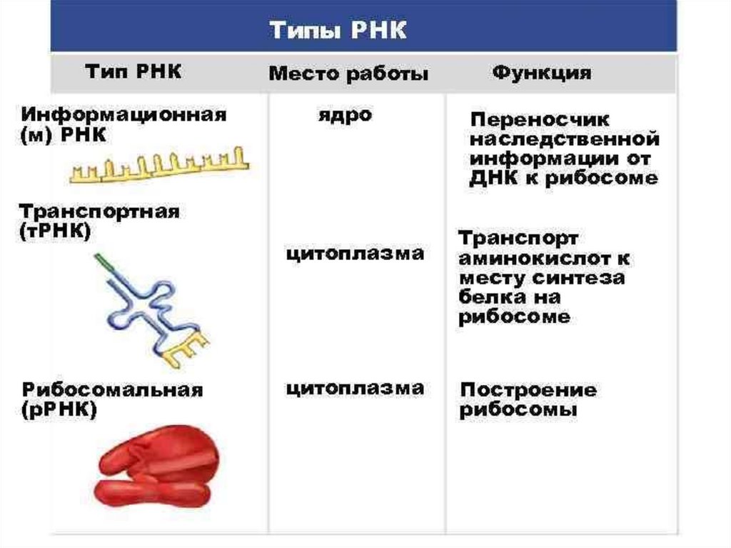 Виды рнк характеристика. РНК типы и функции. Типы РНК строение и функции. Функции разных типов РНК. Виды РНК таблица.