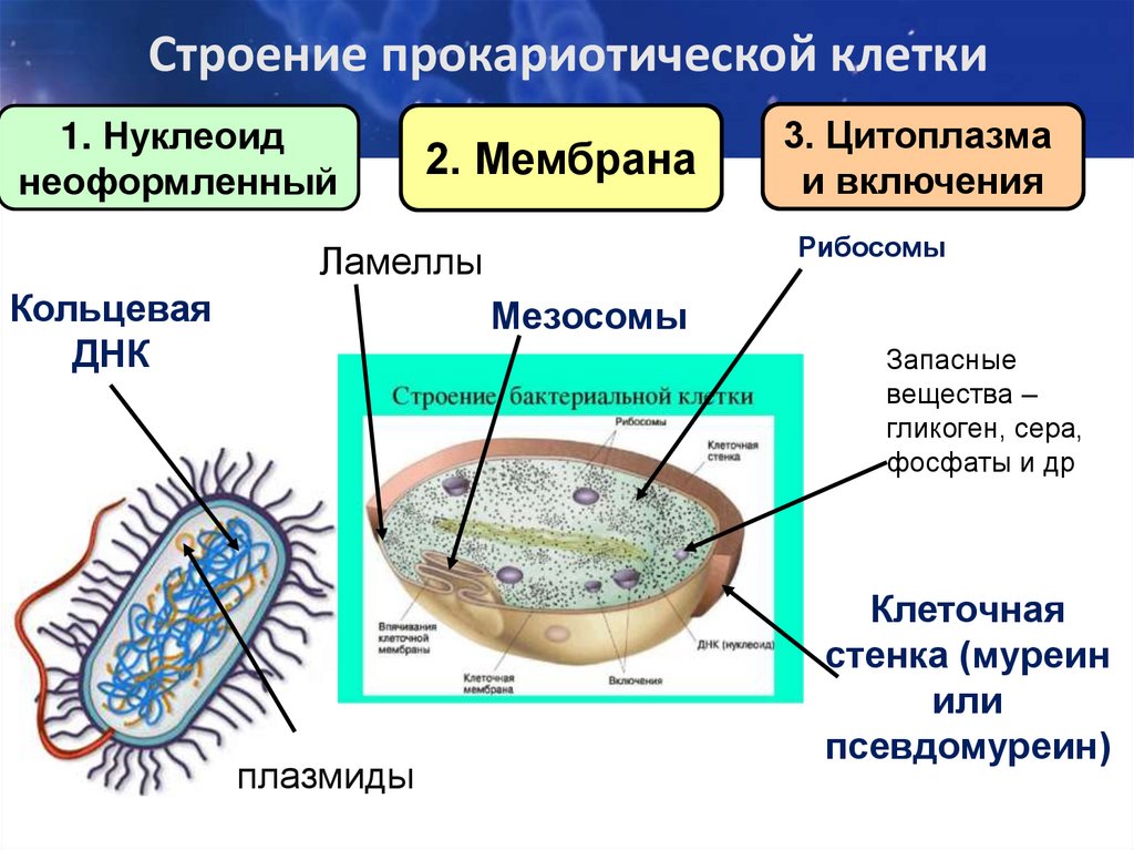 Появление прокариотической клетки. Строение прокариотической клетки бактерии.