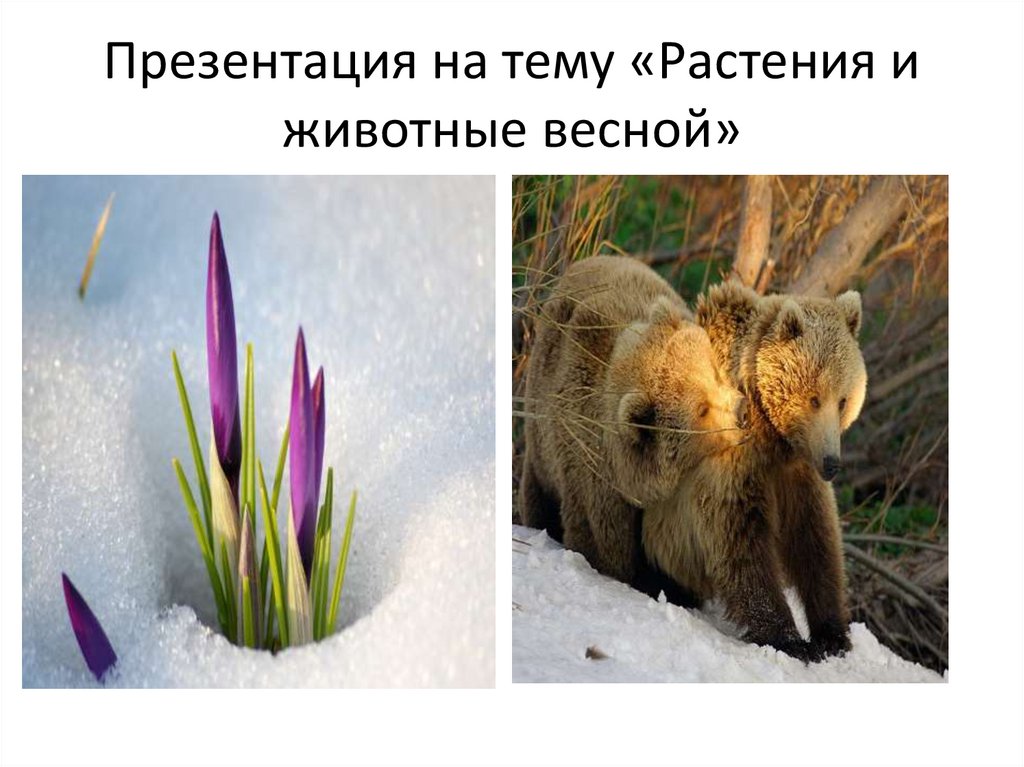Изменения происходящие в жизни животных весной