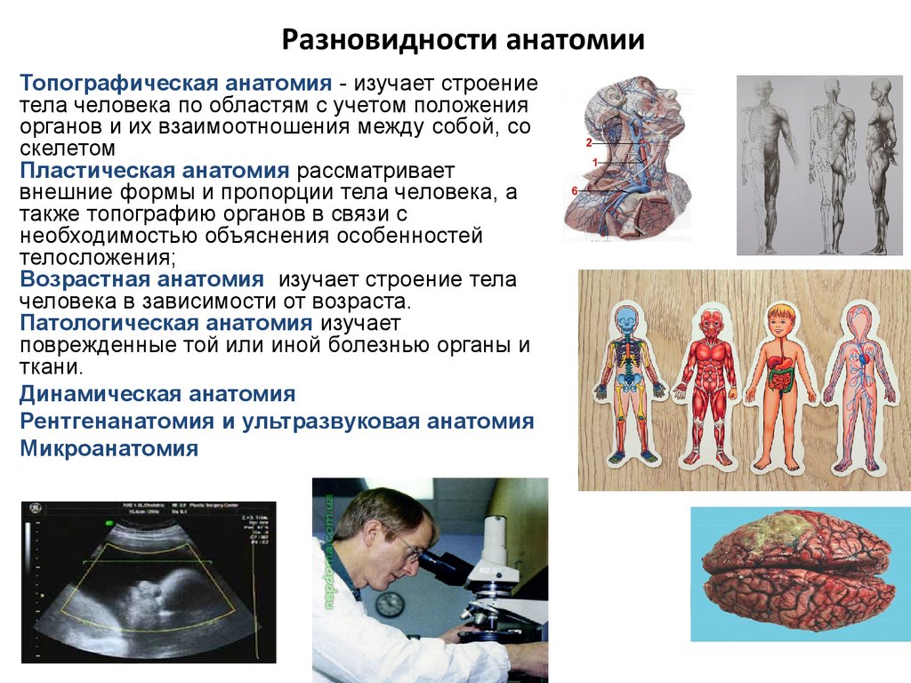 Шпаргалка: Основные понятия анатомии и физиологии человека