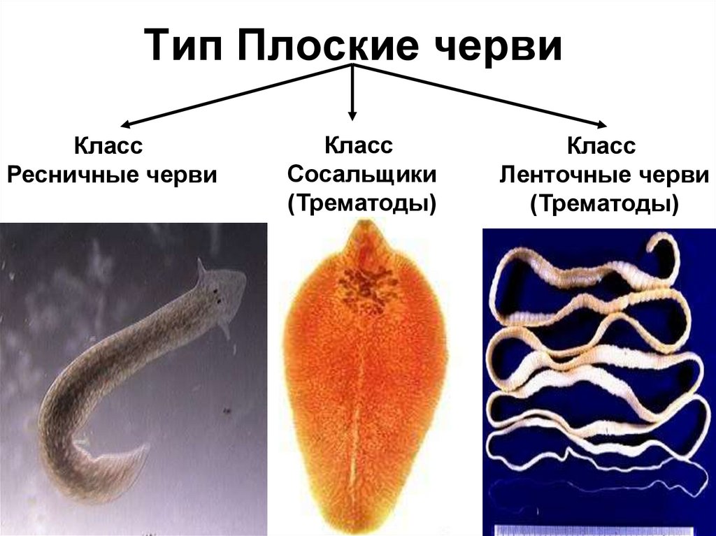 Многообразие червей