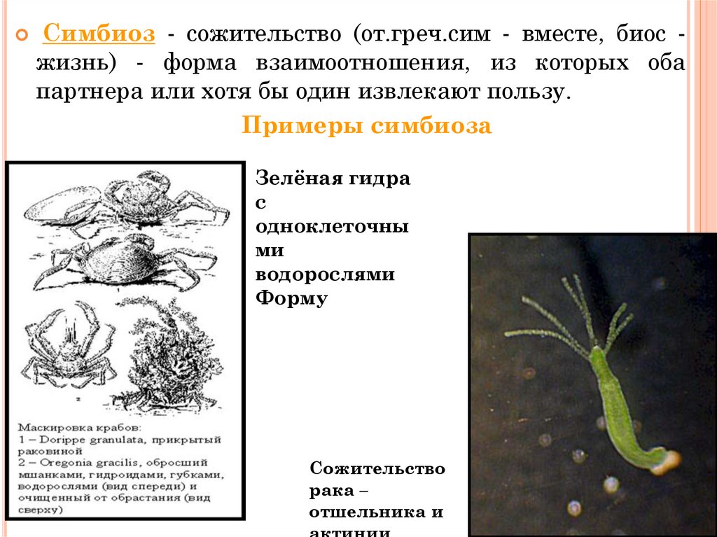 Формы симбиоза схема