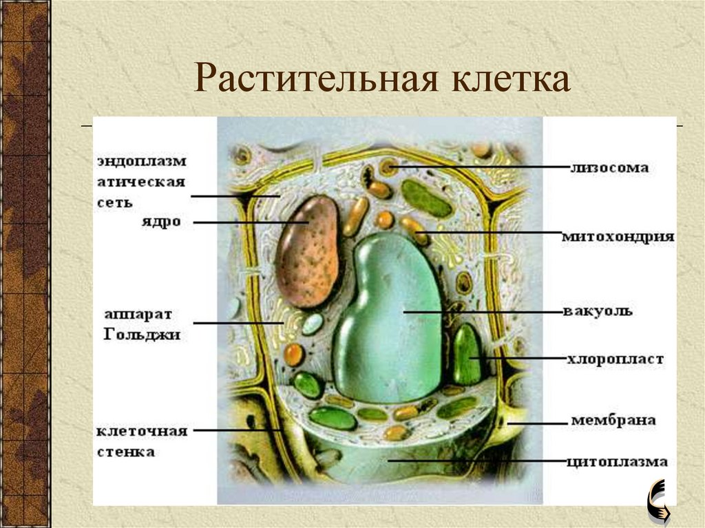 Тест строение клетки 10