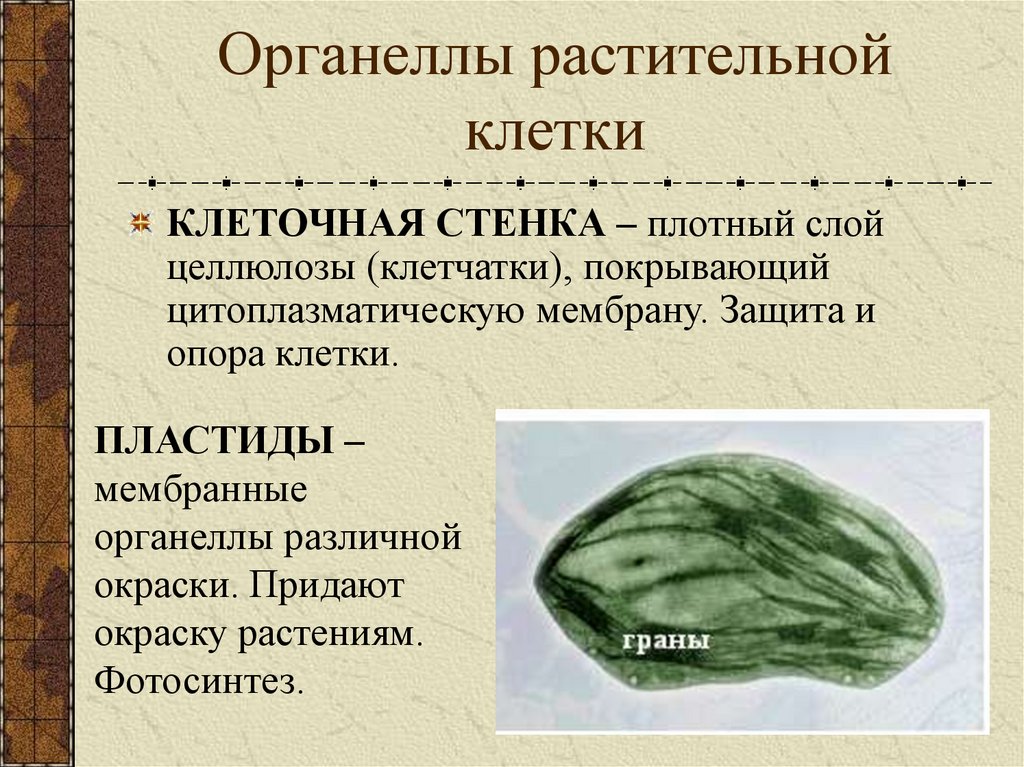 В состав какой структуры клетки входит целлюлоза. Органоиды растений. Органелла. Функции целлюлозы в растительной клетке. Клеточная стенка плотный слой целлюлозы.