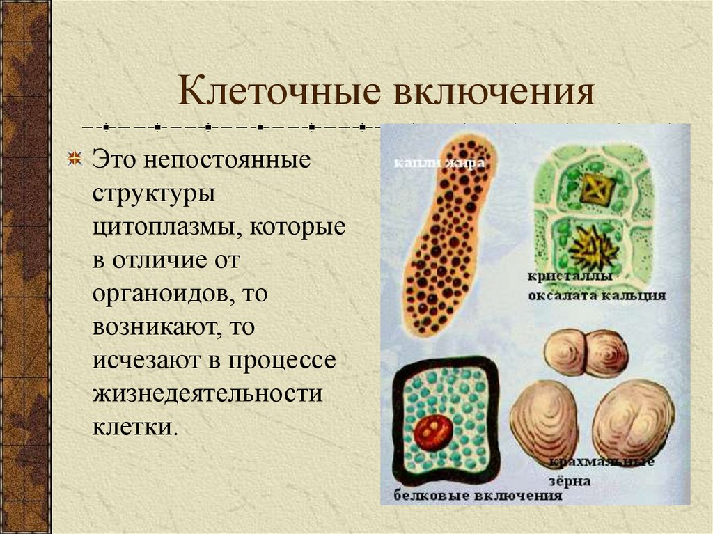 Включи клетка. Строение органоида клеточные включения. Клеточные включения строение и функции таблица 9. Строение клетки клеточные включения. Клеточные включения группа органоидов.