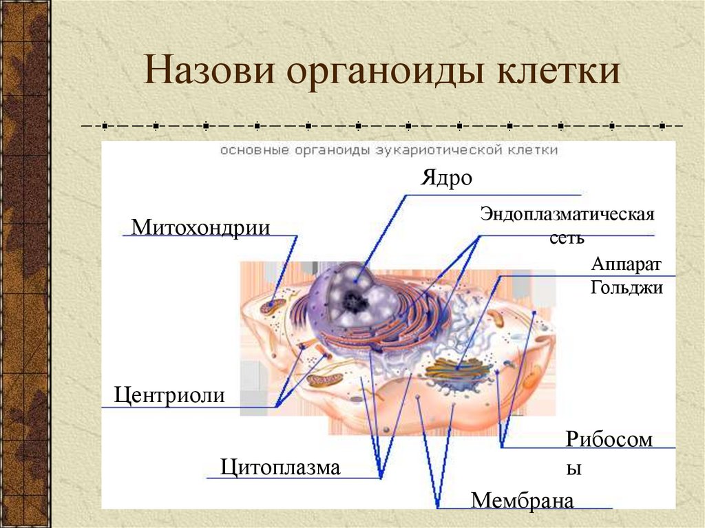 Органоиды клетки ядро функции. Органоиды клетки. Основные органоиды клетки. Перечислите основные органоиды клетки. Назовите основные органоиды клетки.