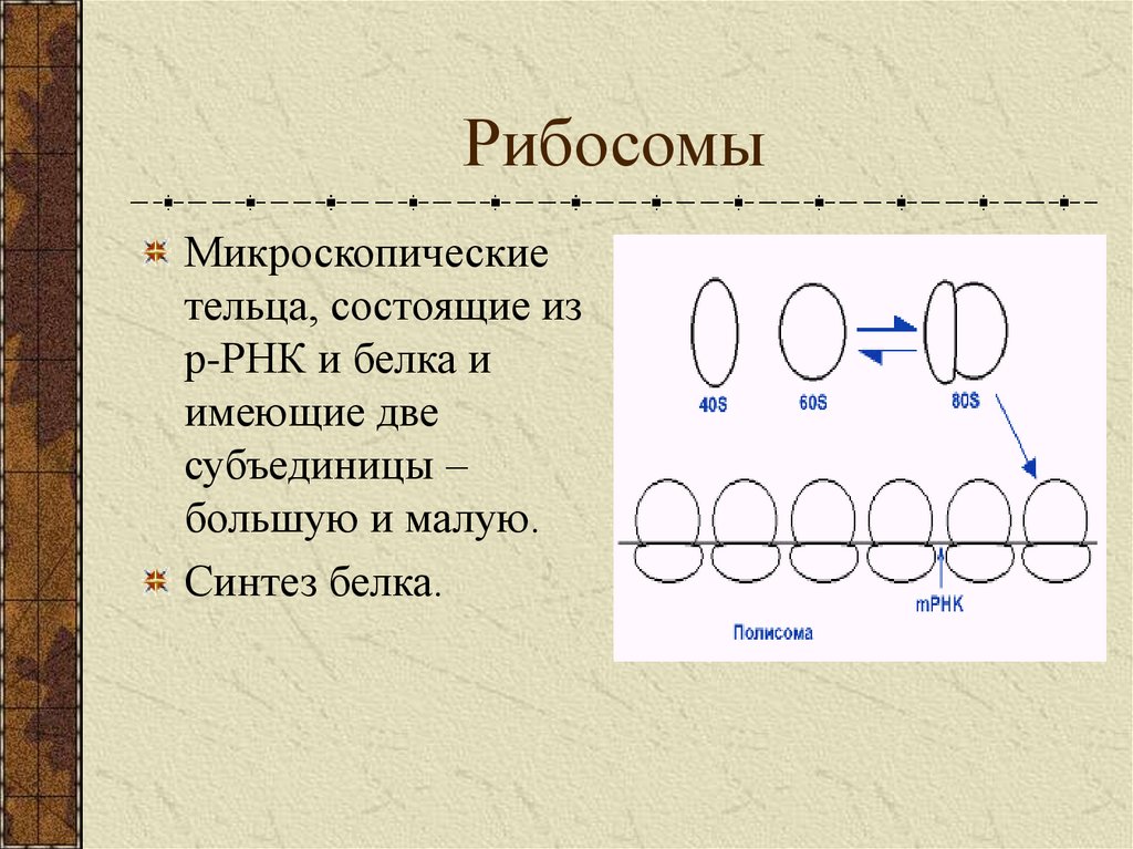 Размер рибосом эукариот