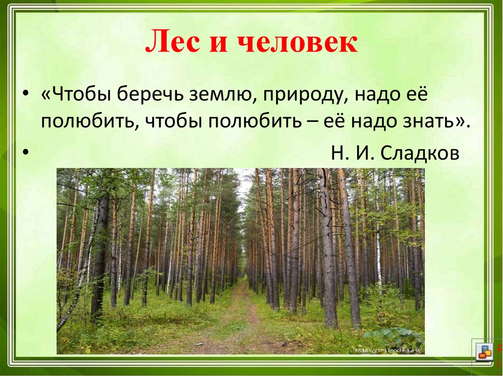 Лес и человек