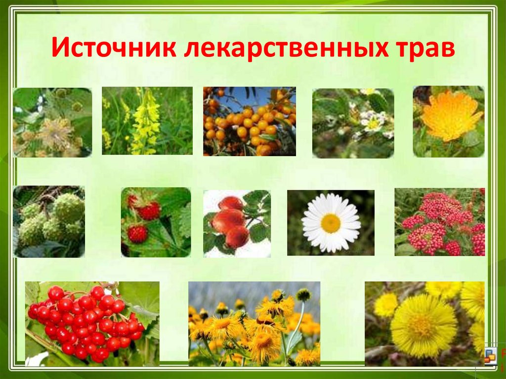 Источник лекарственных трав