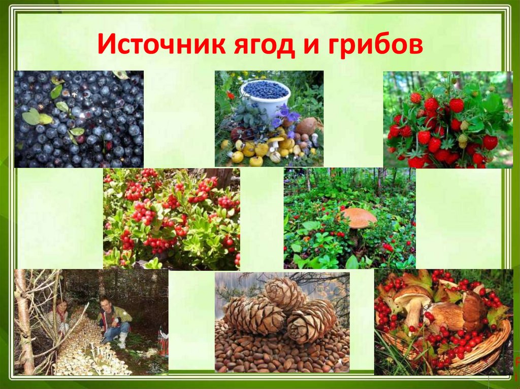 Источник ягод и грибов