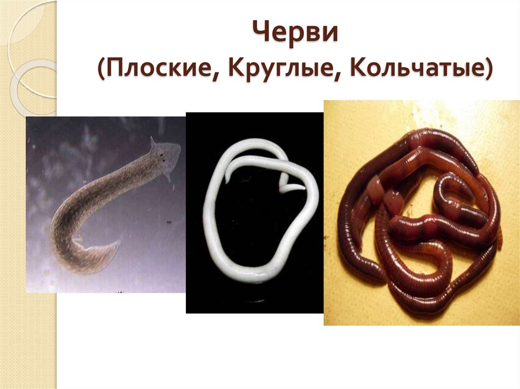 Черви имена. Тип круглые черви и кольчатые черви. Плоские круглые и кольчатые черви. Кольчатые черви и плоские черви. Типы плоские черви круглые черви кольчатые черви.