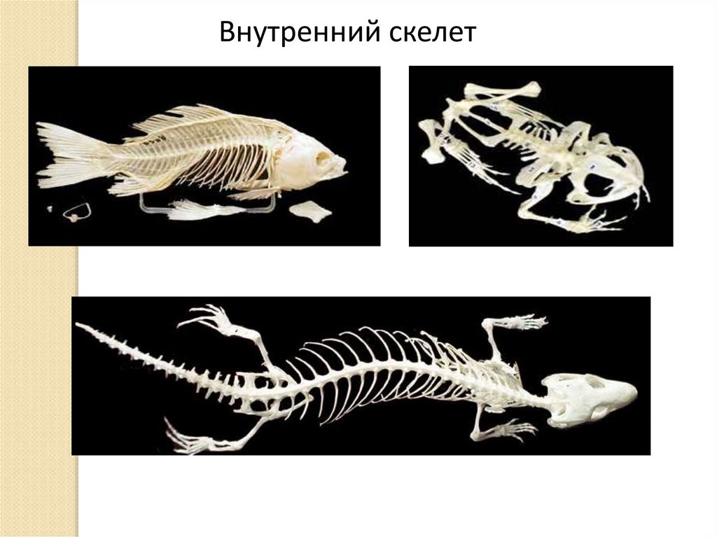 Внутренний скелет представители. Внутренний скелет. Наружный и внутренний скелет. Внешний скелет. Внешний скелет у животных.
