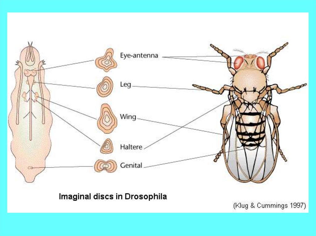 Строение дрозофилы