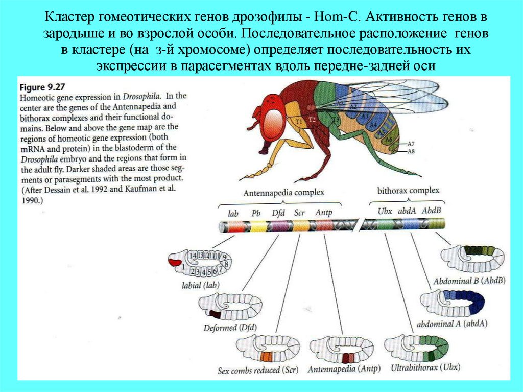 Дрозофила как объект генетических исследований презентация