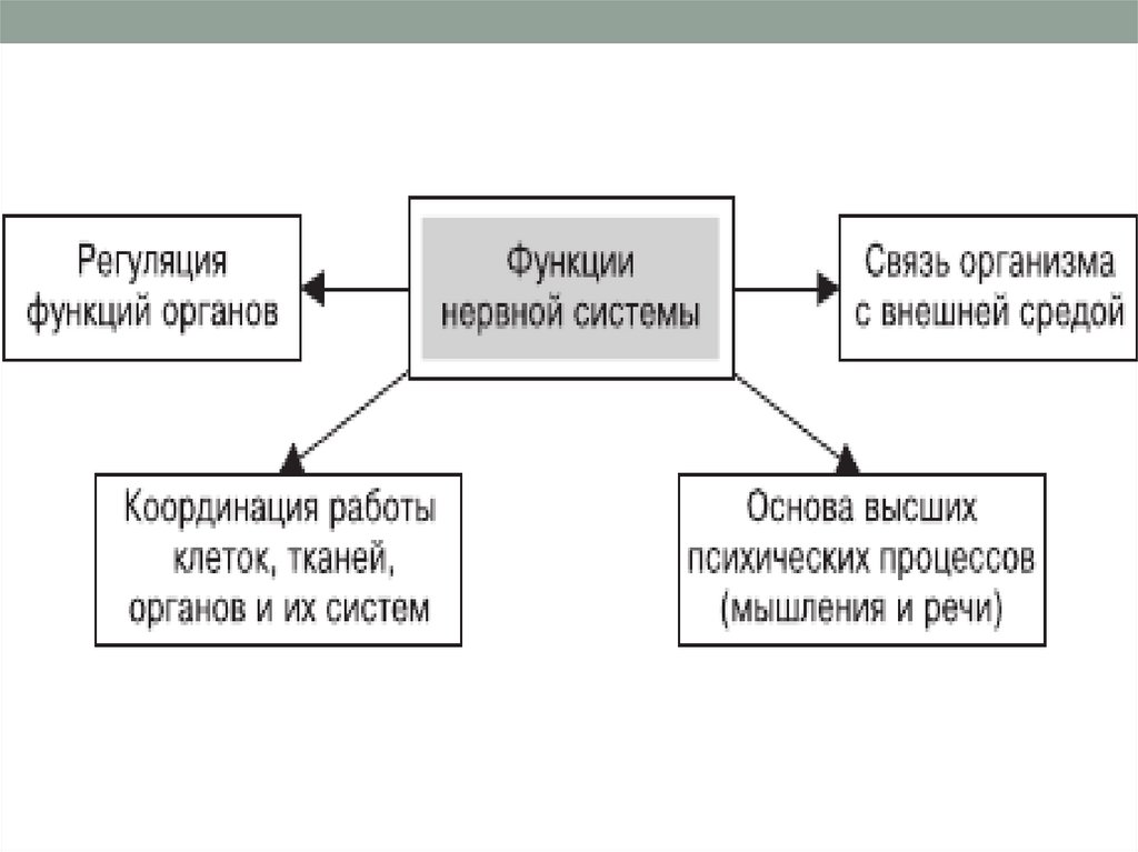 Схема значение нервной системы 8 класс