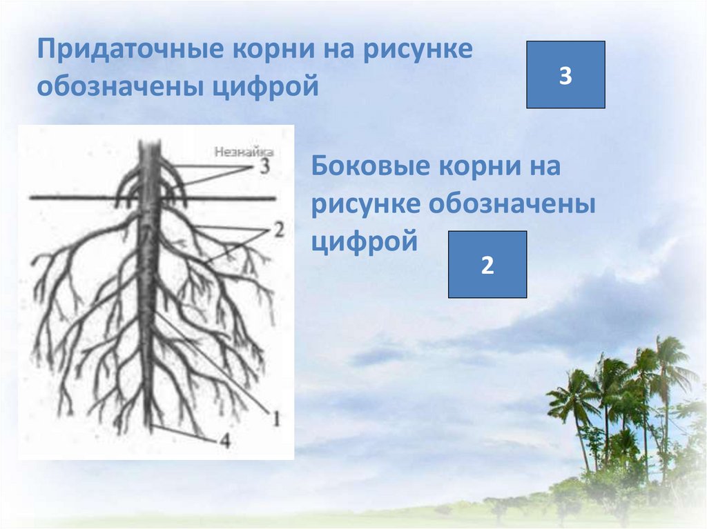 Боковые корни у растений. Боковые корни. На рисунке боковые корни обозначены цифрой. Корни обозначени ярисунок. Боковые и придаточные корни.