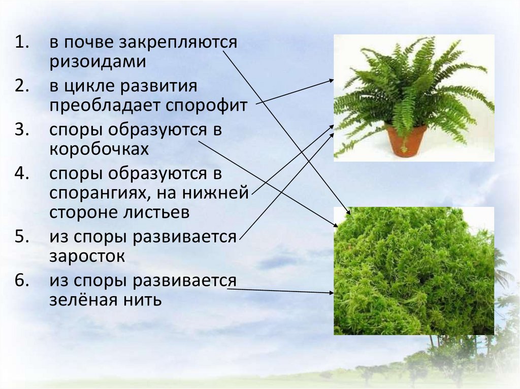 Листостебельное растение в почве закрепляется ризоидами. Споры образуются в спорангиях. В цикле развития преобладает спорофит. Какие растения прикрепляются ризоидами. Из чего образуется спорофит