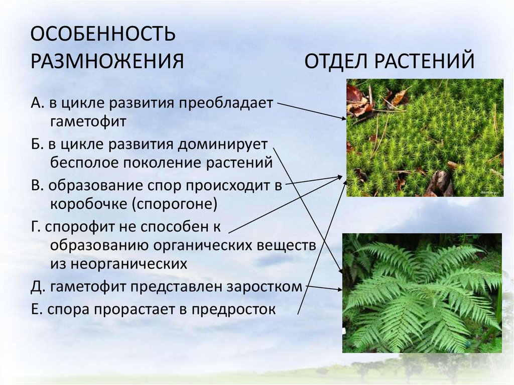 Какие существуют отделы растений. Отделы растений. Отделы растений растений. Какие есть отделы растений. Особенности отделов растений.