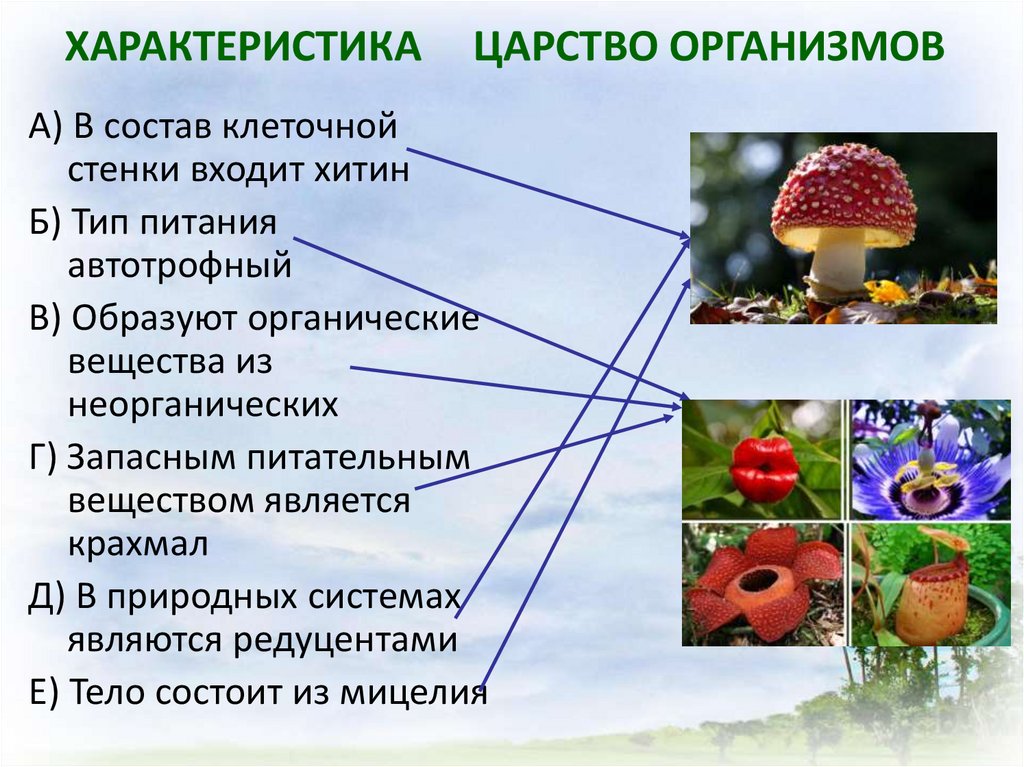 Дайте характеристику царства грибы. Устройство растения. Характеристика Царств. Организм растения. Характеристика царства растений.