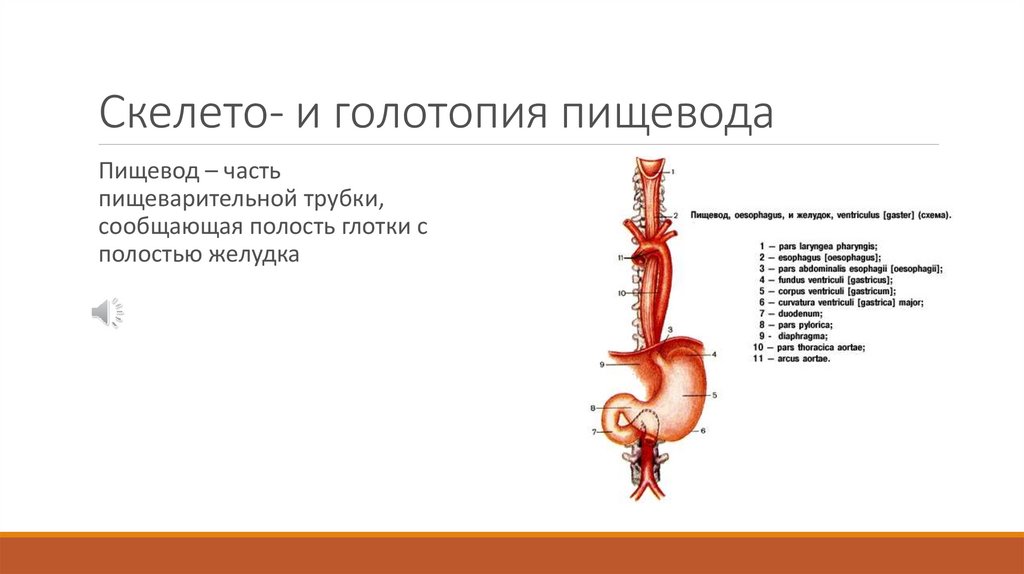 Скелето- и голотопия пищевода