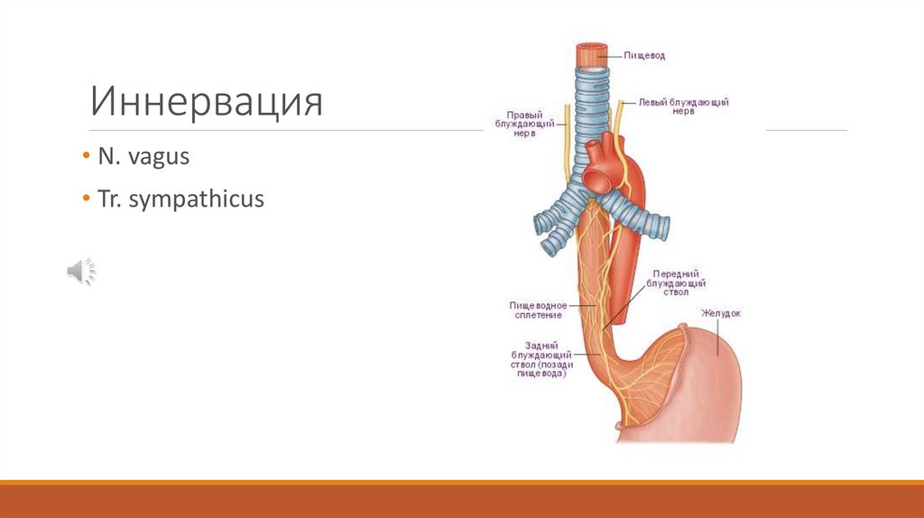 Патанатомия пищевода