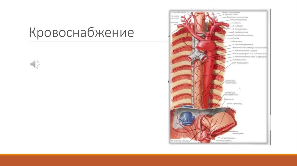 Кровоснабжение