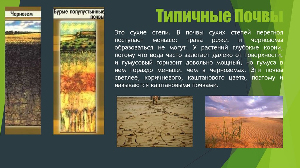 Особенности почв полупустынь. Почвы полупустынь Евразии. Каштановые почвы полупустынь. Полупустыни и пустыни почвы. Почвы пустыни и полупустыни в России.