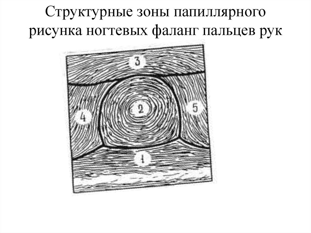 Какую функцию выполняет структура кожи обозначенная на рисунке под цифрой 1