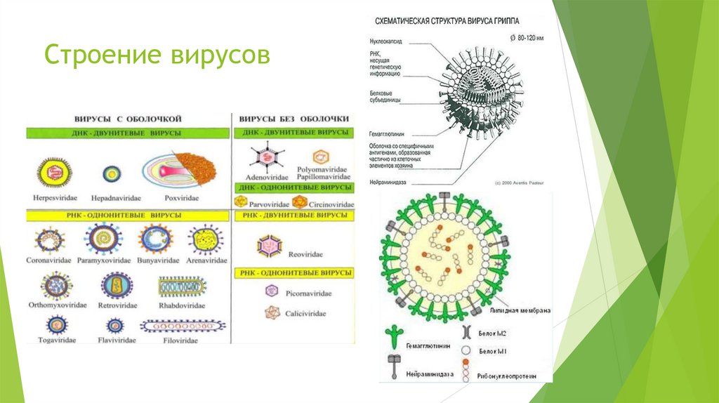 3 строение вируса. Многообразие строения вирусов. Адгезия вирусов. Вирус РСВ строение. Строение вируса гепатита в.