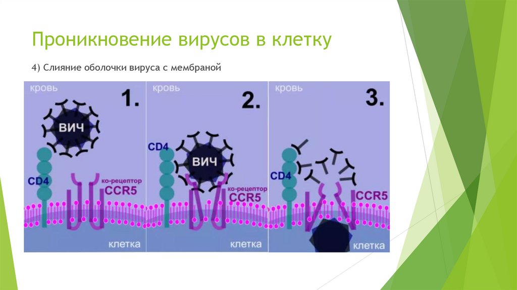 Проникновение клетки. Проникновение вируса в клетку. Типы проникновения вирусов в клетку. Проникновение вирусов слияние. Механизм проникновения вируса.