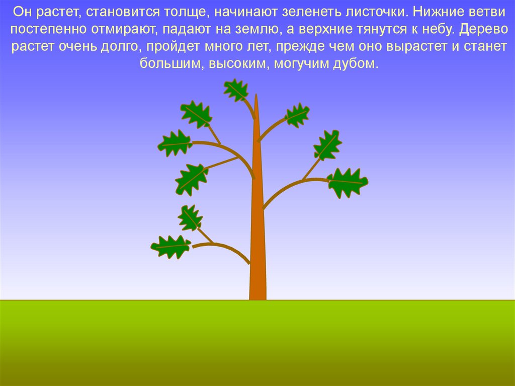 Деревья не растут слова. Схематичное дерево. Презентация про деревья для детей 6-7 лет. Постепенно растущее дерево. Описать как растут деревья.