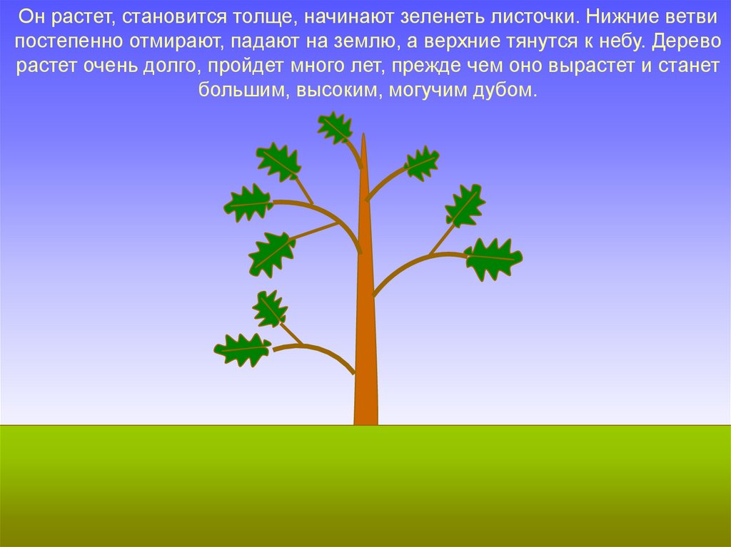 Долго росла. Схематичное дерево. Презентация про деревья для детей 6-7 лет. Постепенно растет дерево. Описать как растут деревья.